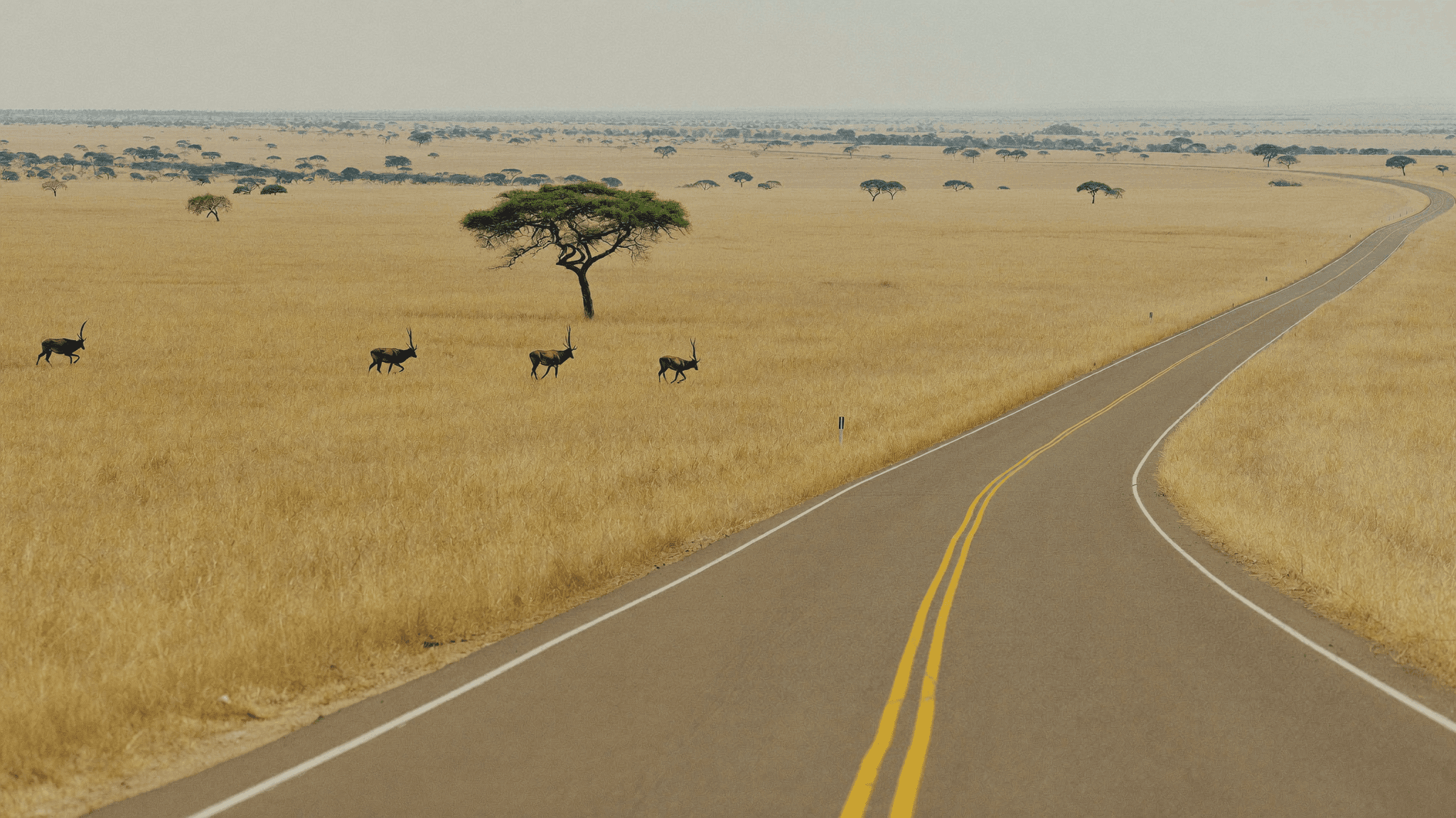 A road crossing savanna with wildlife (illustration)